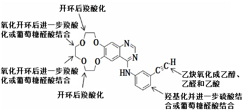 埃克替尼在人體內(nèi)的主要代謝途徑